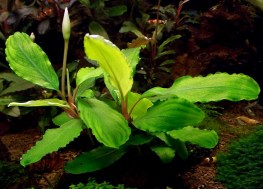 Bucephalandra sp. Shine Green, Sokan 4 5